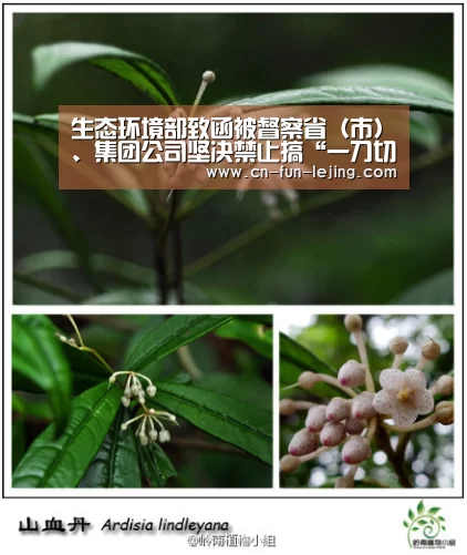 乐竟官网